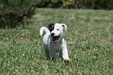 PARSON RUSSEL TERRIER 127